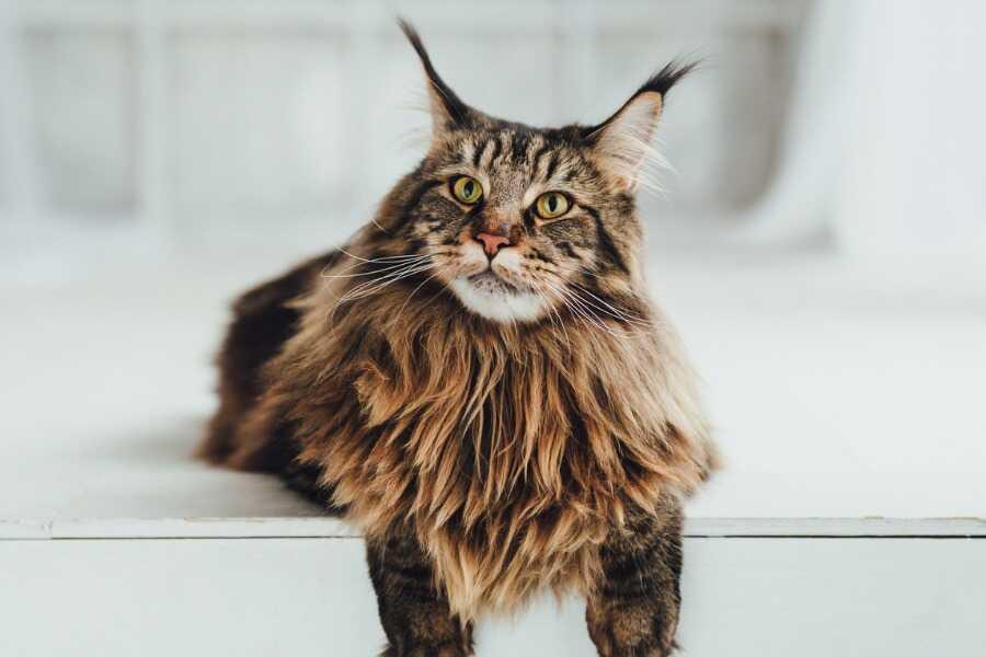 découvrez comment reconnaître un chat croisé maine coon grâce à ses caractéristiques physiques uniques, son comportement affectueux et ses besoins spécifiques. obtenez des conseils pratiques pour identifier cette race fascinante et en apprendre davantage sur ses soins.