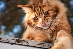 Comment reconnaître un chat croisé Maine Coon : caractéristiques et conseils