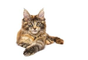 Comment reconnaître un chat croisé Maine Coon : caractéristiques et conseils