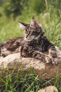 Comment reconnaître un chat croisé Maine Coon : caractéristiques et conseils